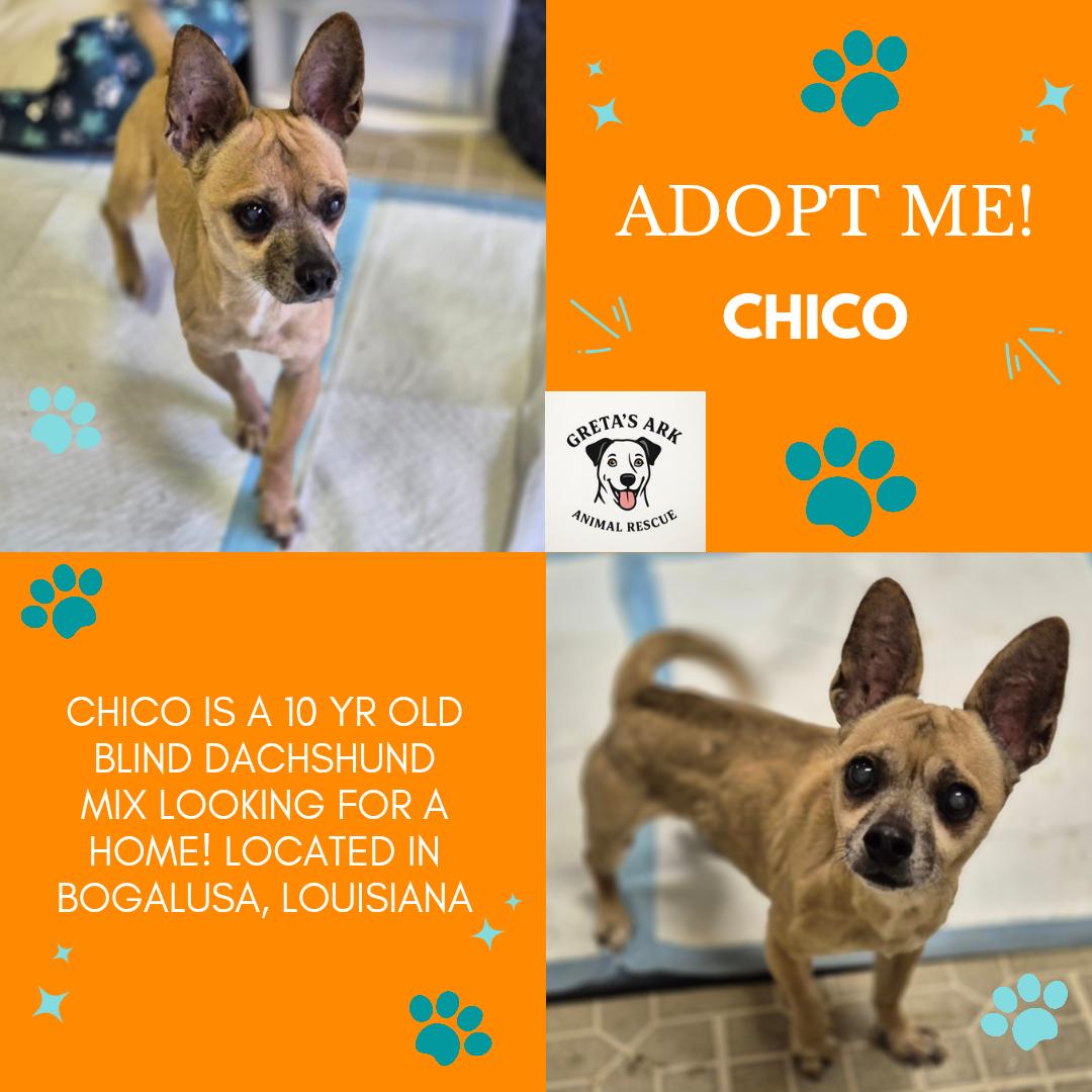 Chico Chiquito, Adoptable, Senior Male Dachshund & Chihuahua.