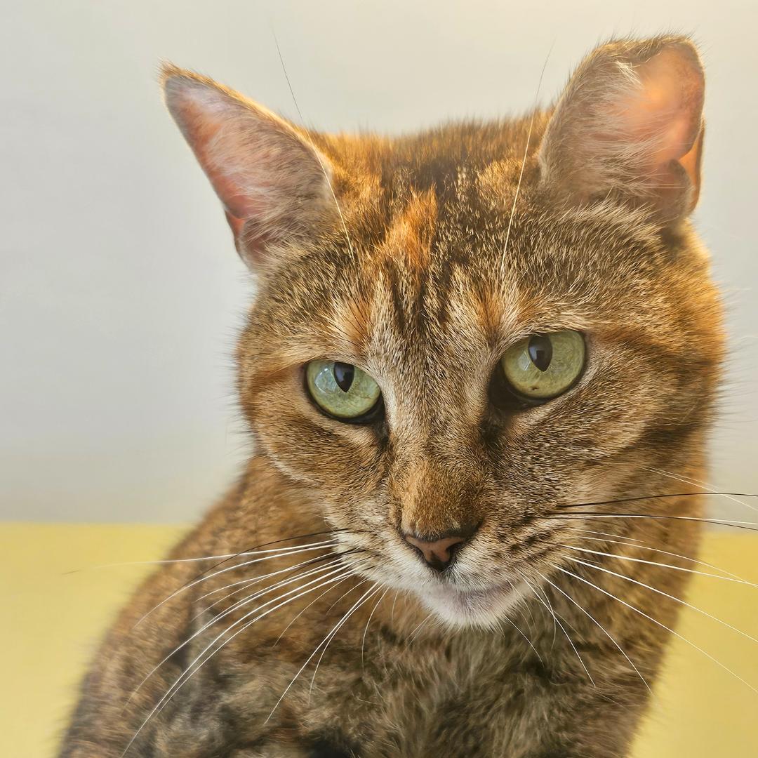 Enlarge Meet Stacey – The Almost-Cuddler, a Adoptable mixed breed in Temple Terrace, FL image 1/4
