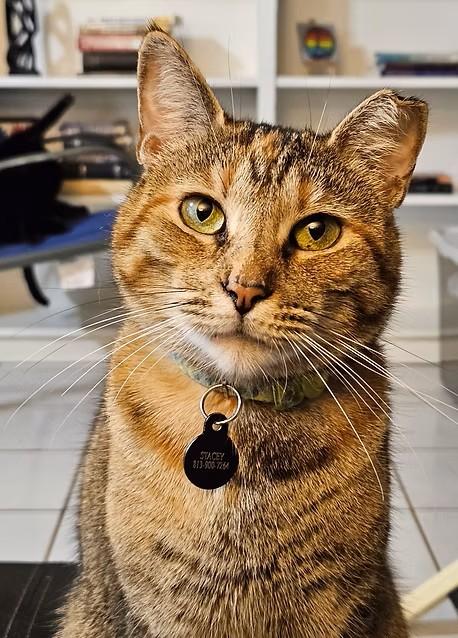 Meet Stacey – The Almost-Cuddler, Adoptable, Adult Female Domestic Short Hair & Torbie.