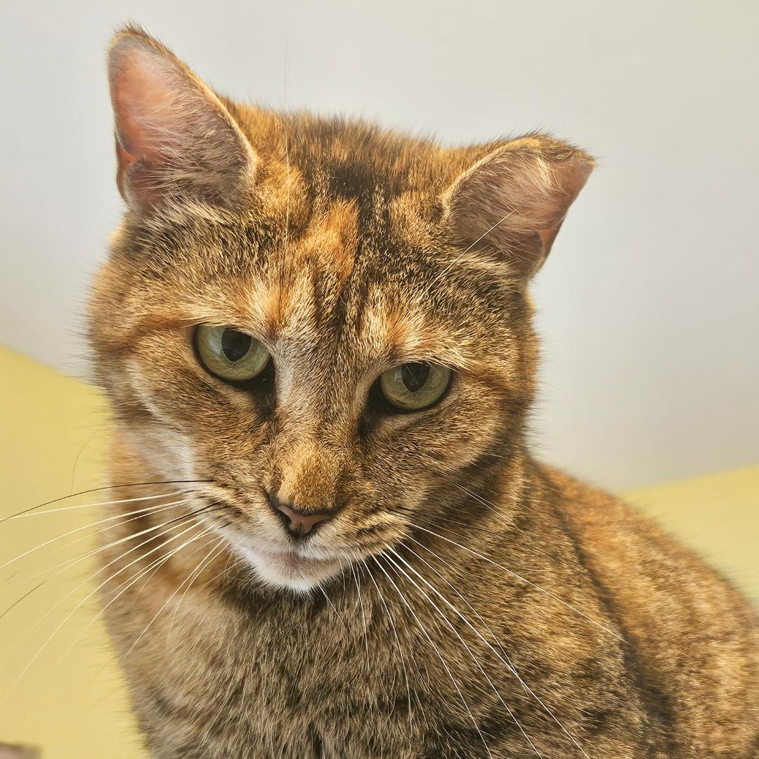 Enlarge Meet Stacey – The Almost-Cuddler, a Adoptable mixed breed in Temple Terrace, FL image 3/4