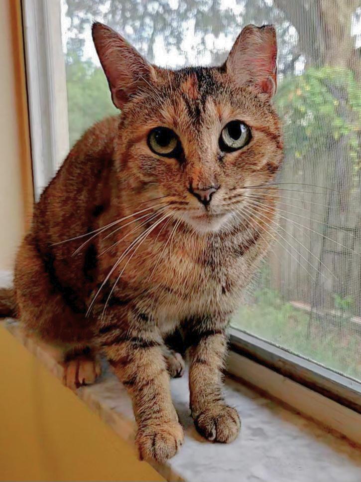 Enlarge Meet Stacey – The Almost-Cuddler, a Adoptable mixed breed in Temple Terrace, FL image 4/4
