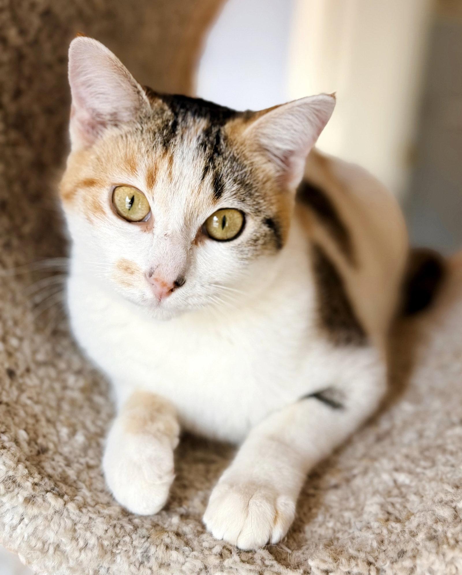 Springtime Kitties at the Caffeinated Cat Cafe!, a Adoptable Domestic Short Hair in San Luis Obispo, CA image 1/3