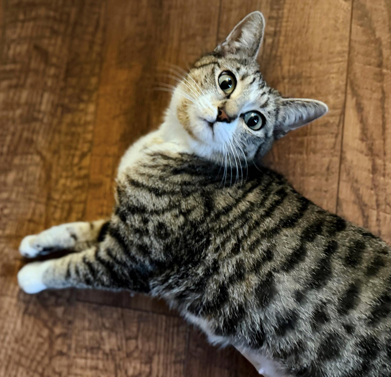 Springtime Kitties at the Caffeinated Cat Cafe!, a Adoptable Domestic Short Hair in San Luis Obispo, CA image 2/3