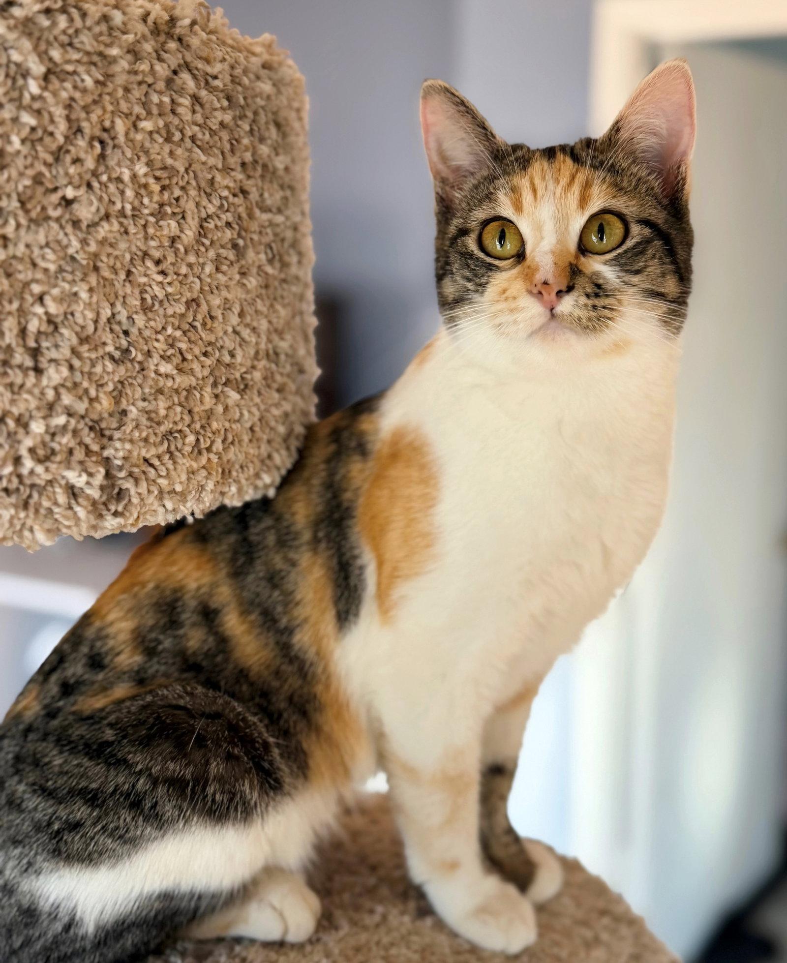 Springtime Kitties at the Caffeinated Cat Cafe!, a Adoptable Domestic Short Hair in San Luis Obispo, CA image 3/3