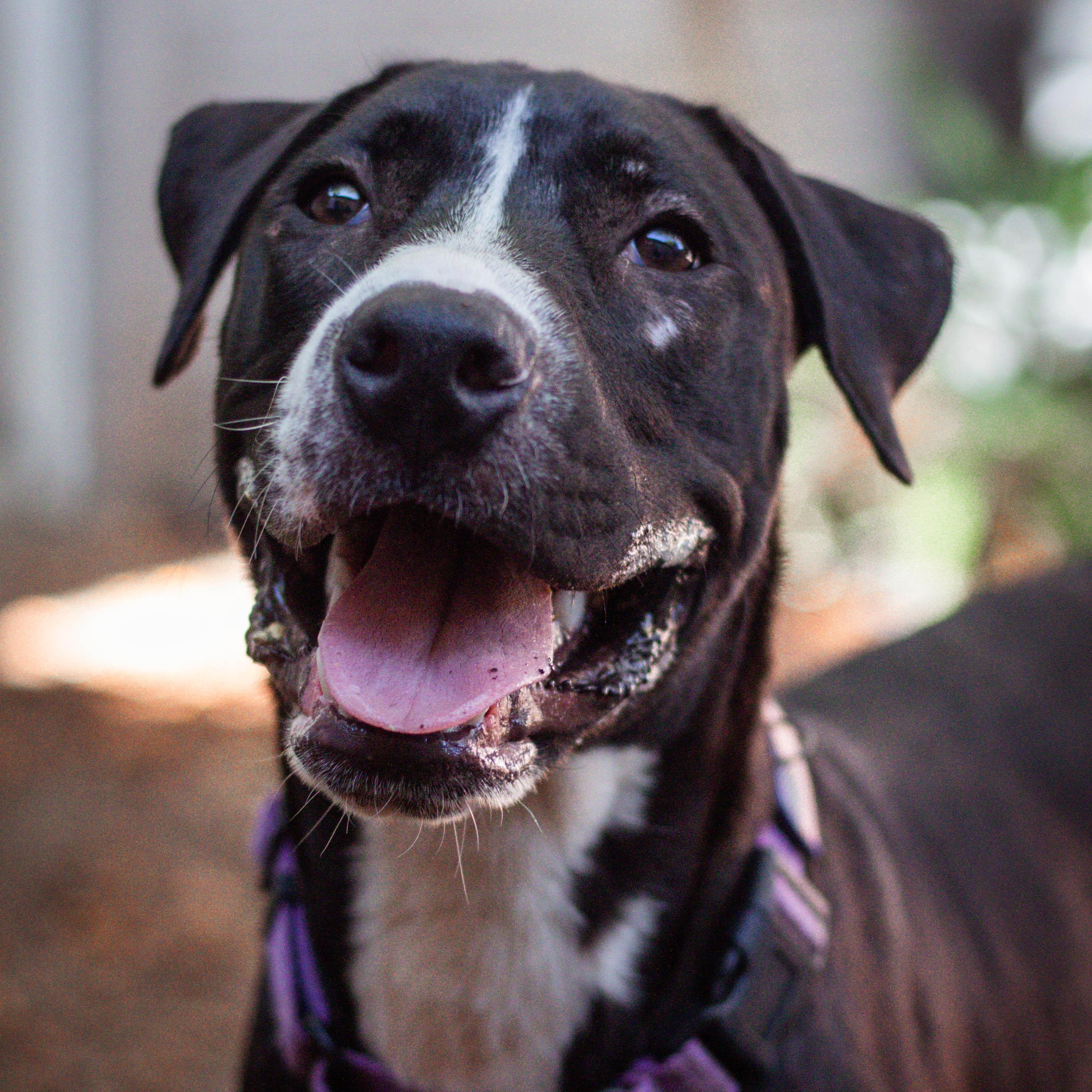 Enlarge Loki, a Adoptable mixed breed in Cherry Hill Township , NJ image 2/6