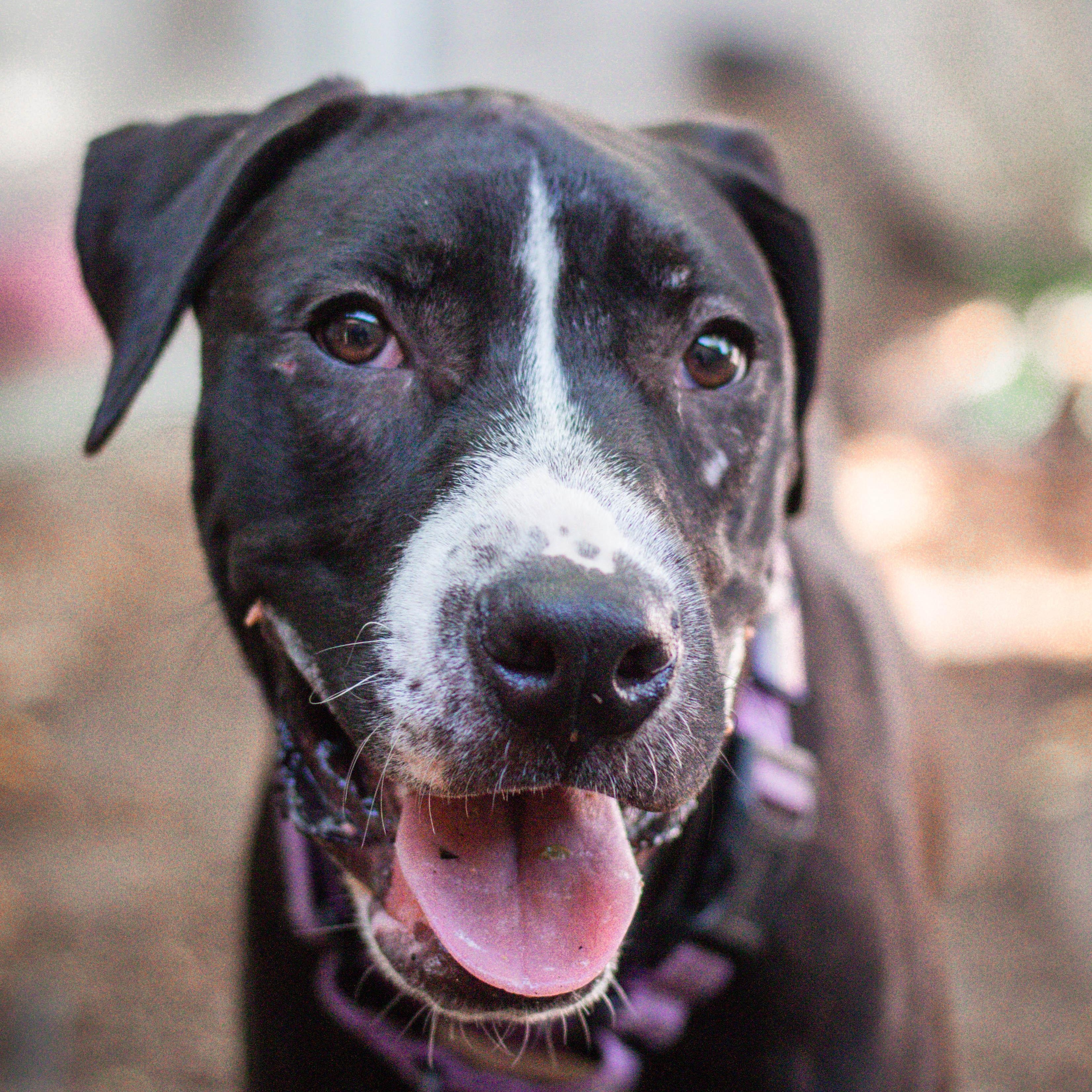 Loki, Adoptable, Young Male Labrador Retriever & Pit Bull Terrier.