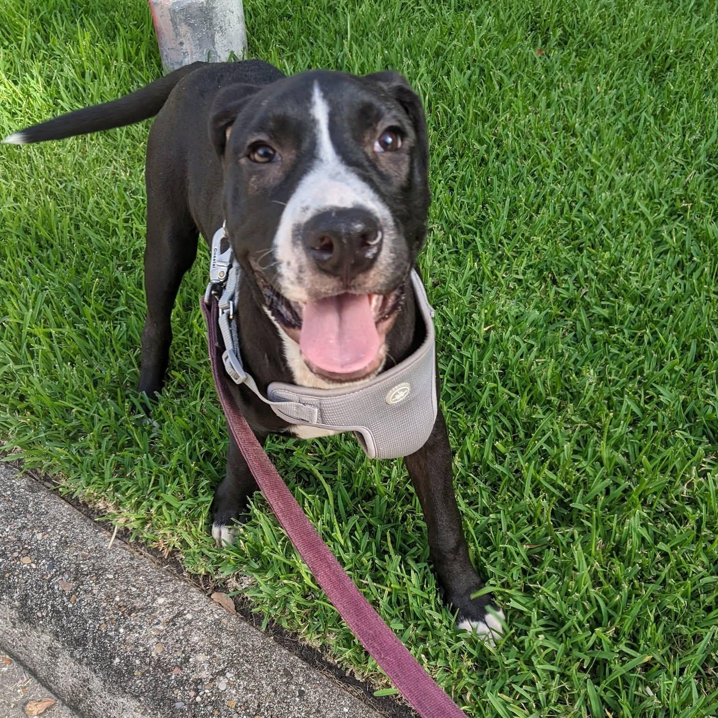 Enlarge Loki, a Adoptable mixed breed in Cherry Hill Township , NJ image 4/6
