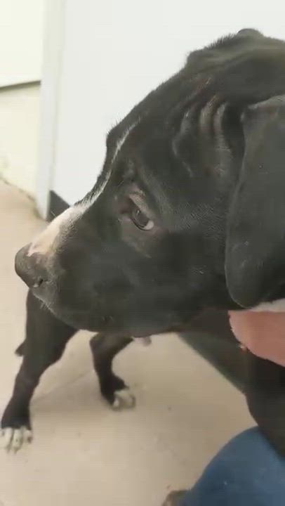 Enlarge Loki, a Adoptable mixed breed in Cherry Hill Township , NJ video 5/6