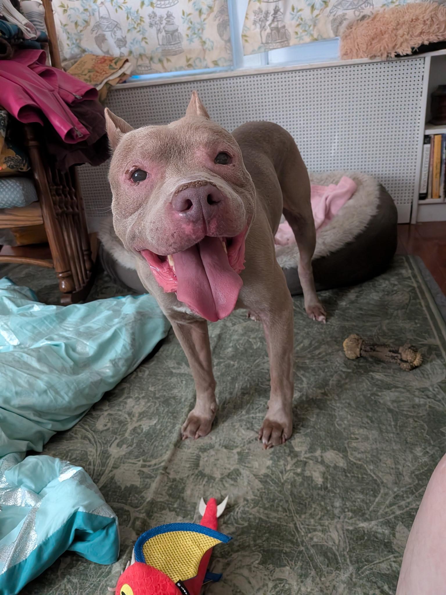 Enlarge Leo, a Adoptable Pit Bull Terrier in Washington, DC image 5/6