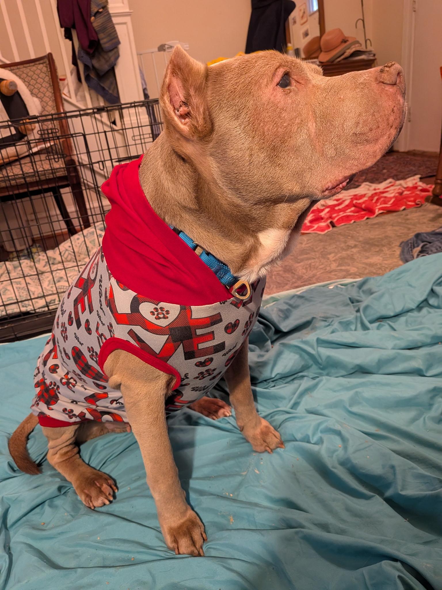 Enlarge Leo, a Adoptable Pit Bull Terrier in Washington, DC image 2/6