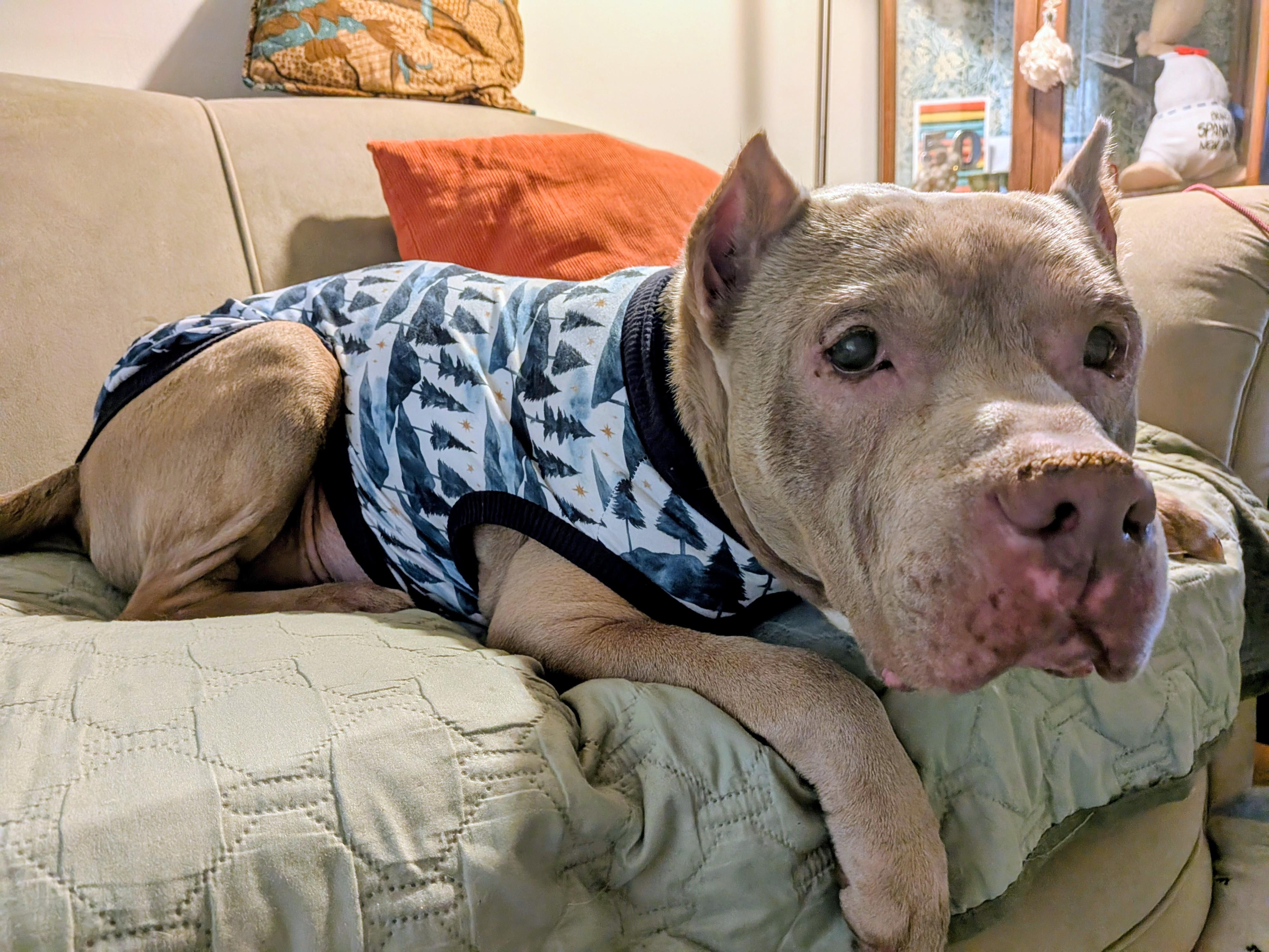 Leo, Adoptable, Senior Male Pit Bull Terrier.