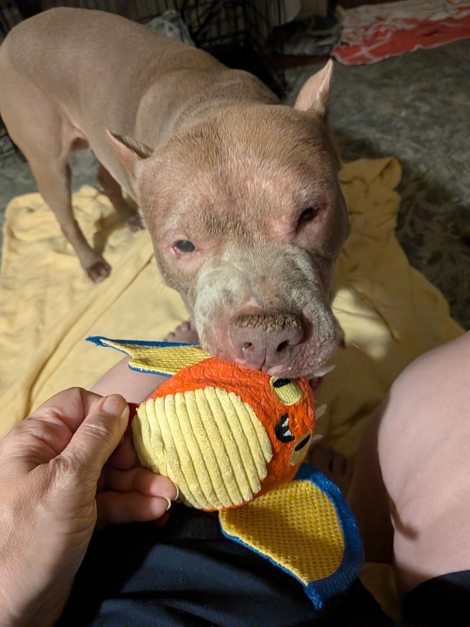Enlarge Leo, a Adoptable Pit Bull Terrier in Washington, DC image 3/6