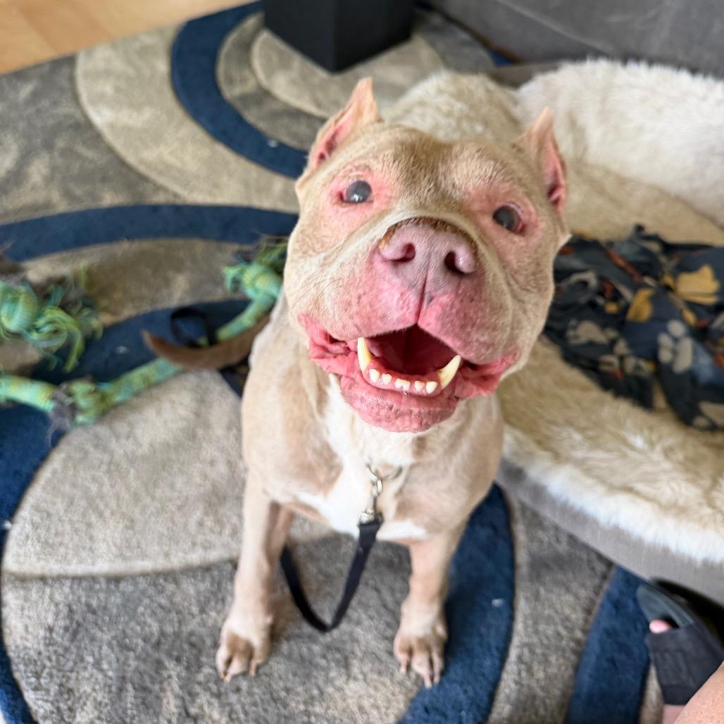 Enlarge Leo, a Adoptable Pit Bull Terrier in Washington, DC image 6/6
