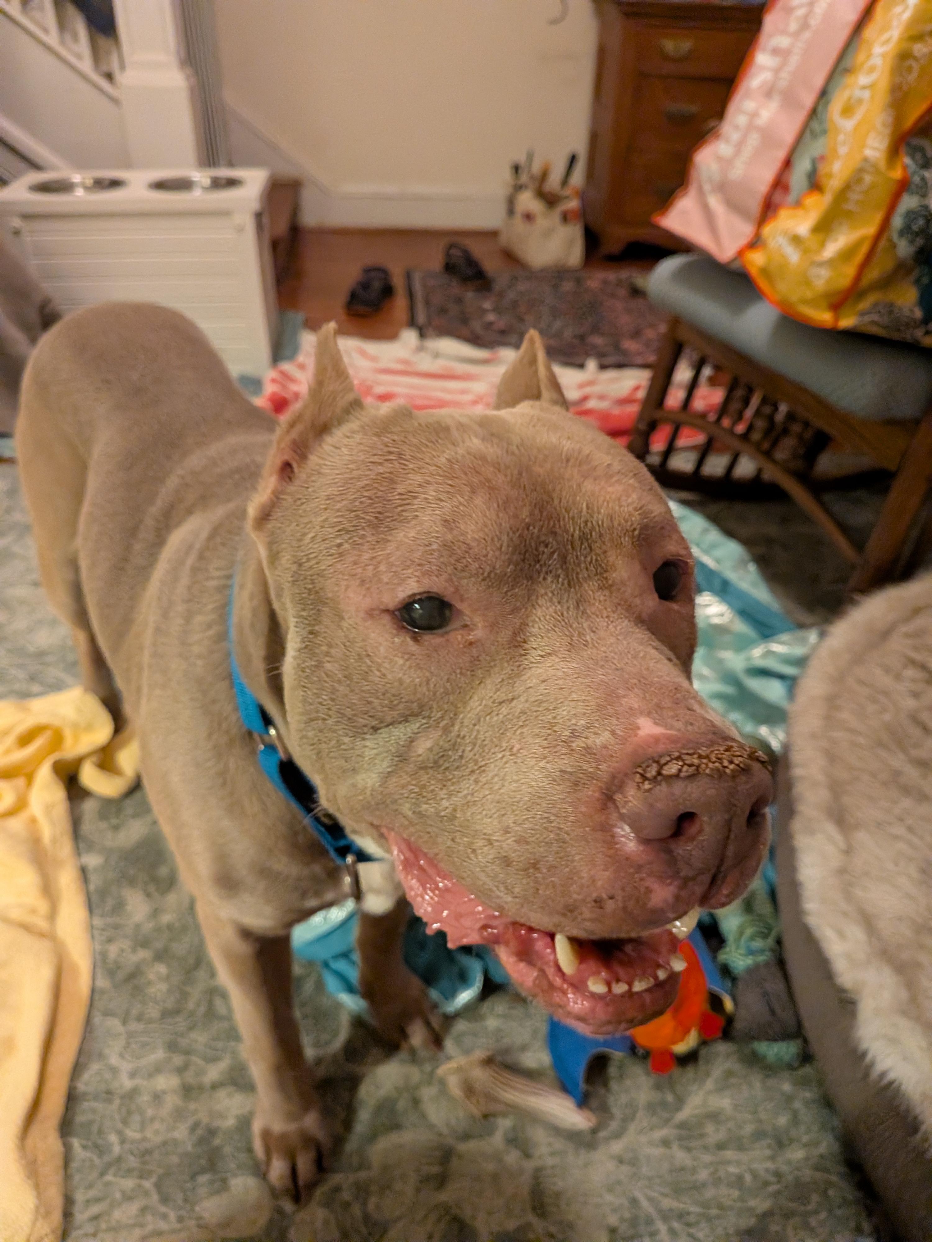 Enlarge Leo, a Adoptable Pit Bull Terrier in Washington, DC image 4/6
