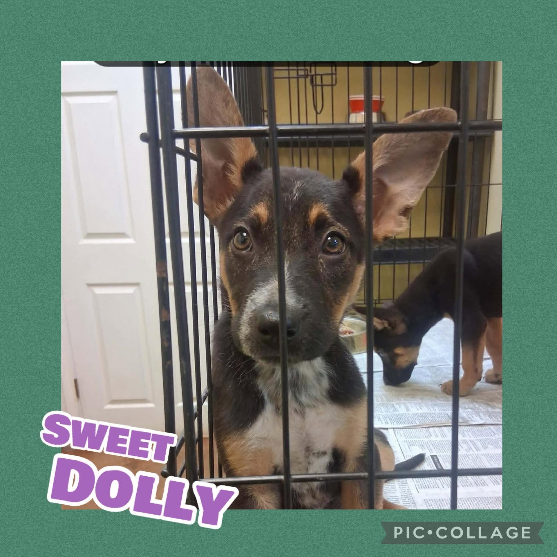 Sweet Dolly photo
