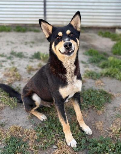 Zoro, adopted, Adult Male Australian Kelpie & Shiba Inu.