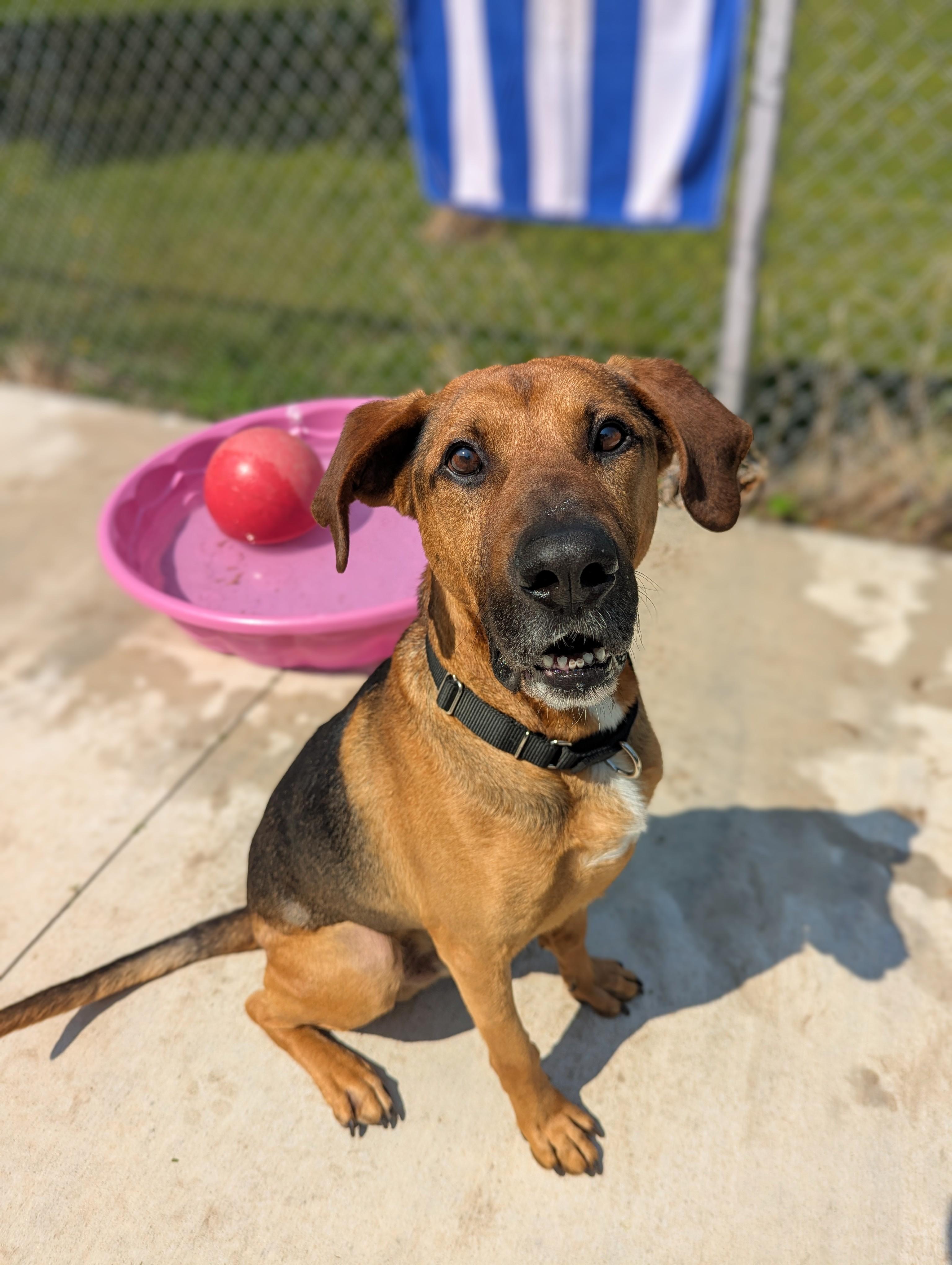 Henry *Adoption Fee Sponsored* photo 2