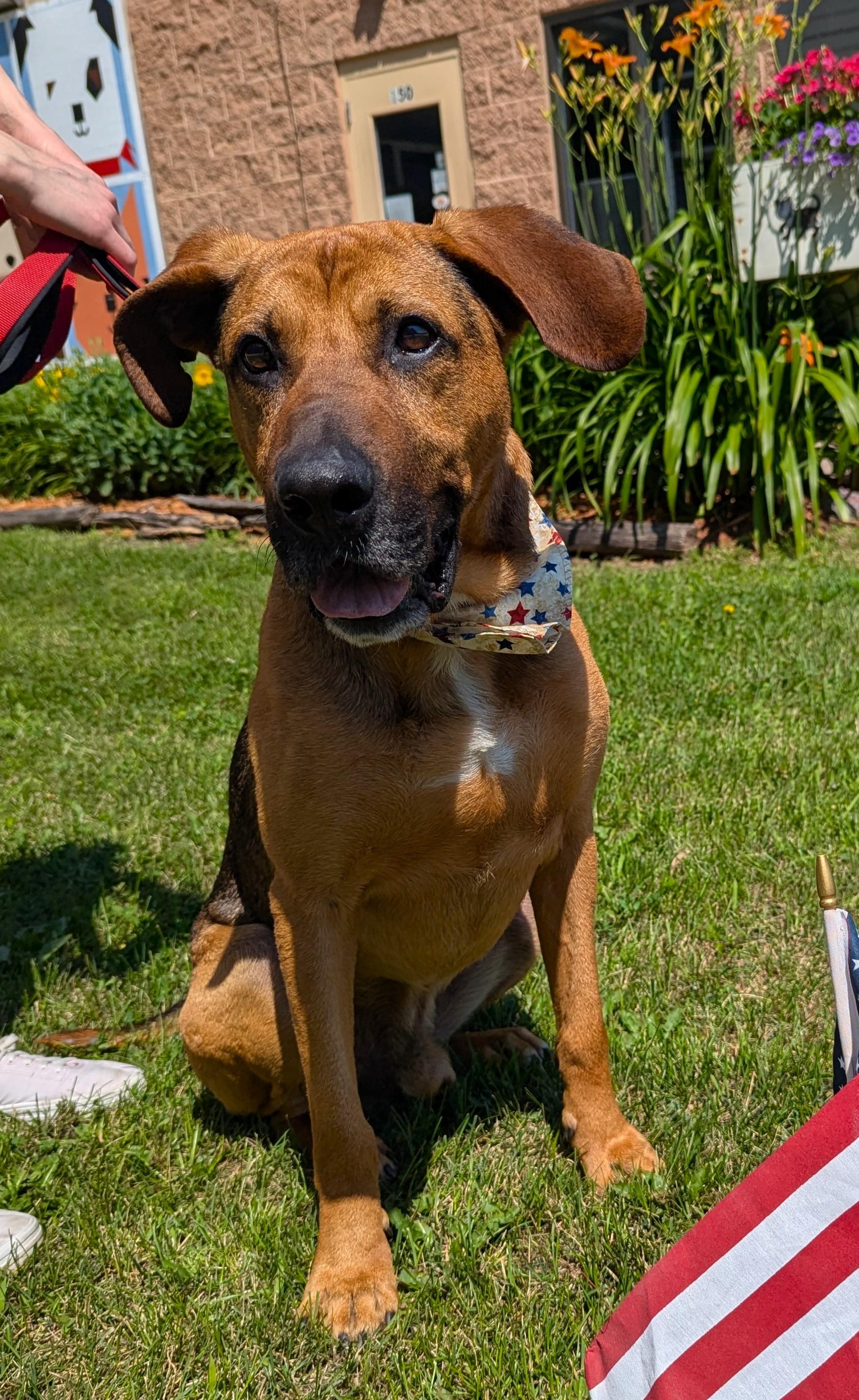 Henry *Adoption Fee Sponsored*, Adult Male Hound