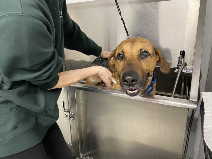 Henry *Adoption Fee Sponsored* photo 5