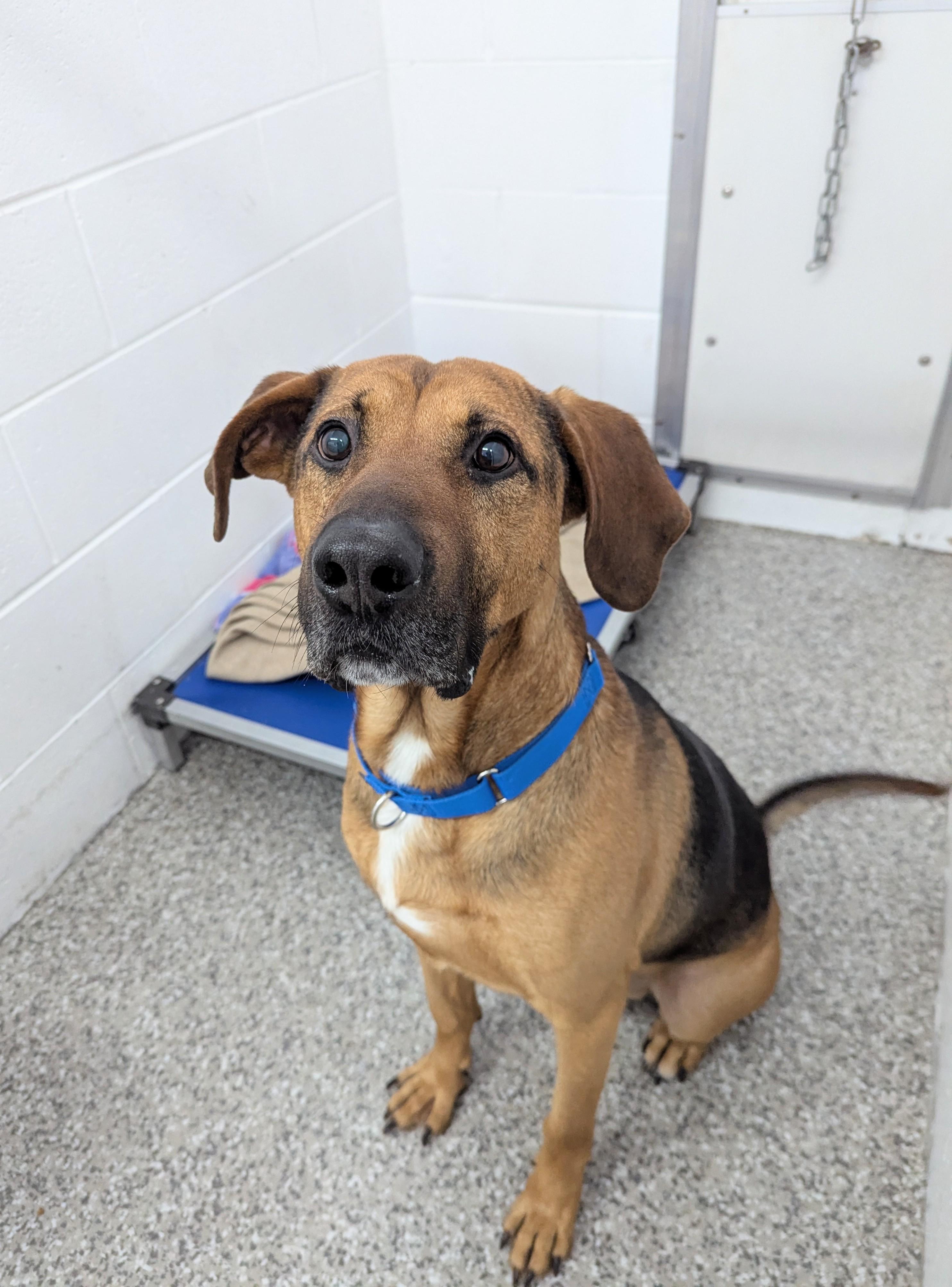 Henry *Adoption Fee Sponsored* photo 4
