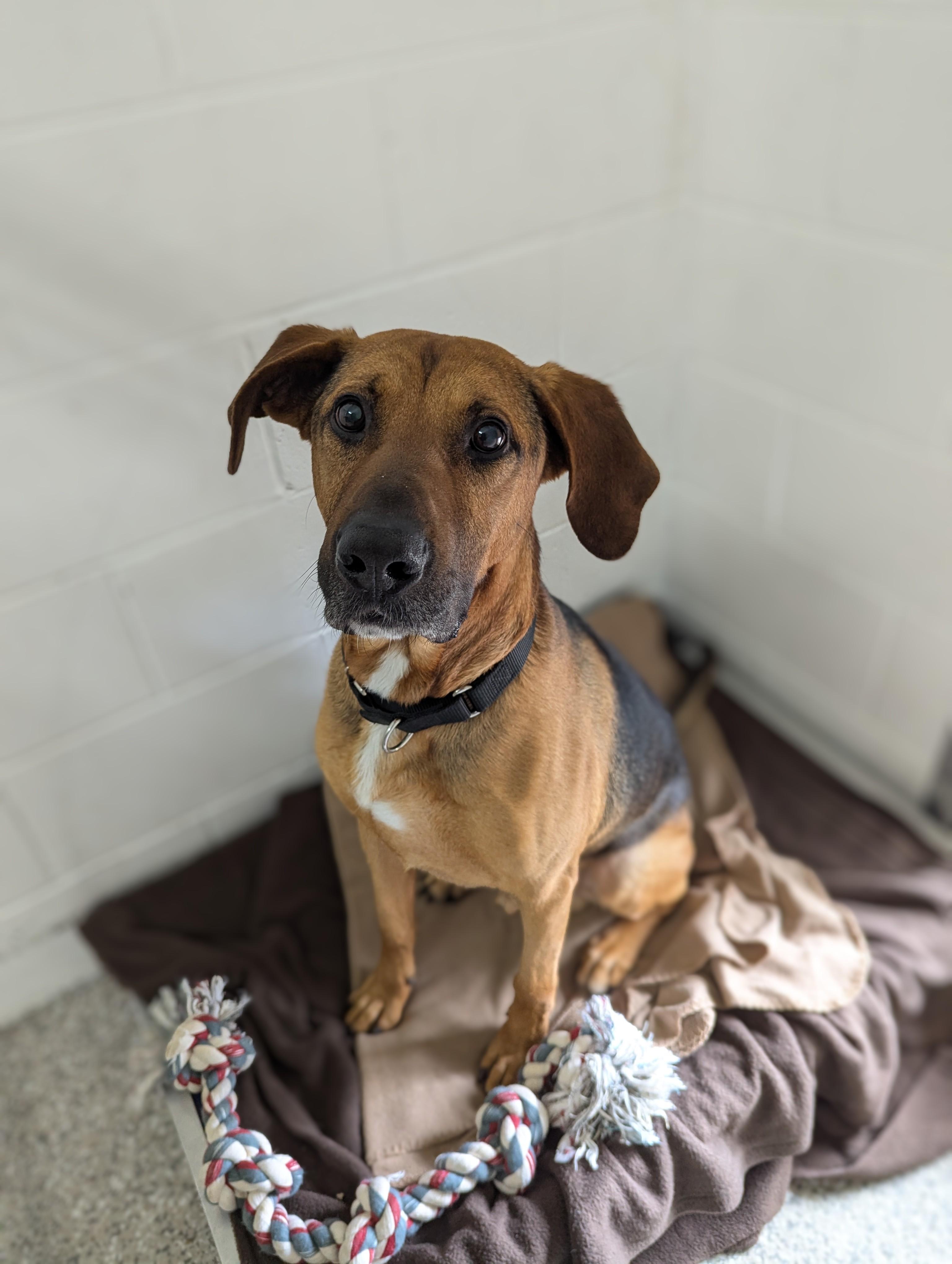 Henry *Adoption Fee Sponsored* photo 3