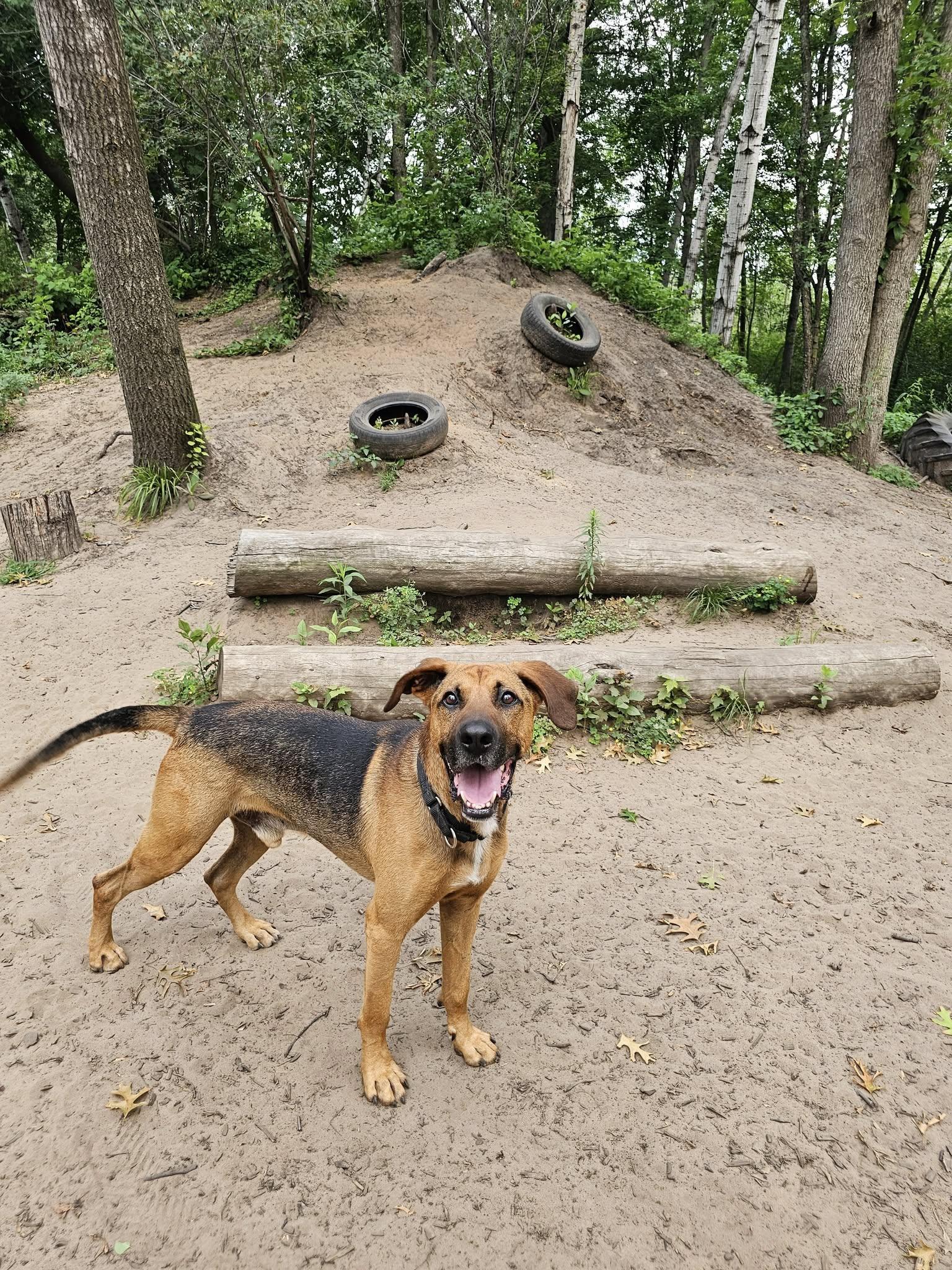 Henry *Adoption Fee Sponsored*, an adoptable Hound in Oconto, WI, 54153 | Photo Image 2