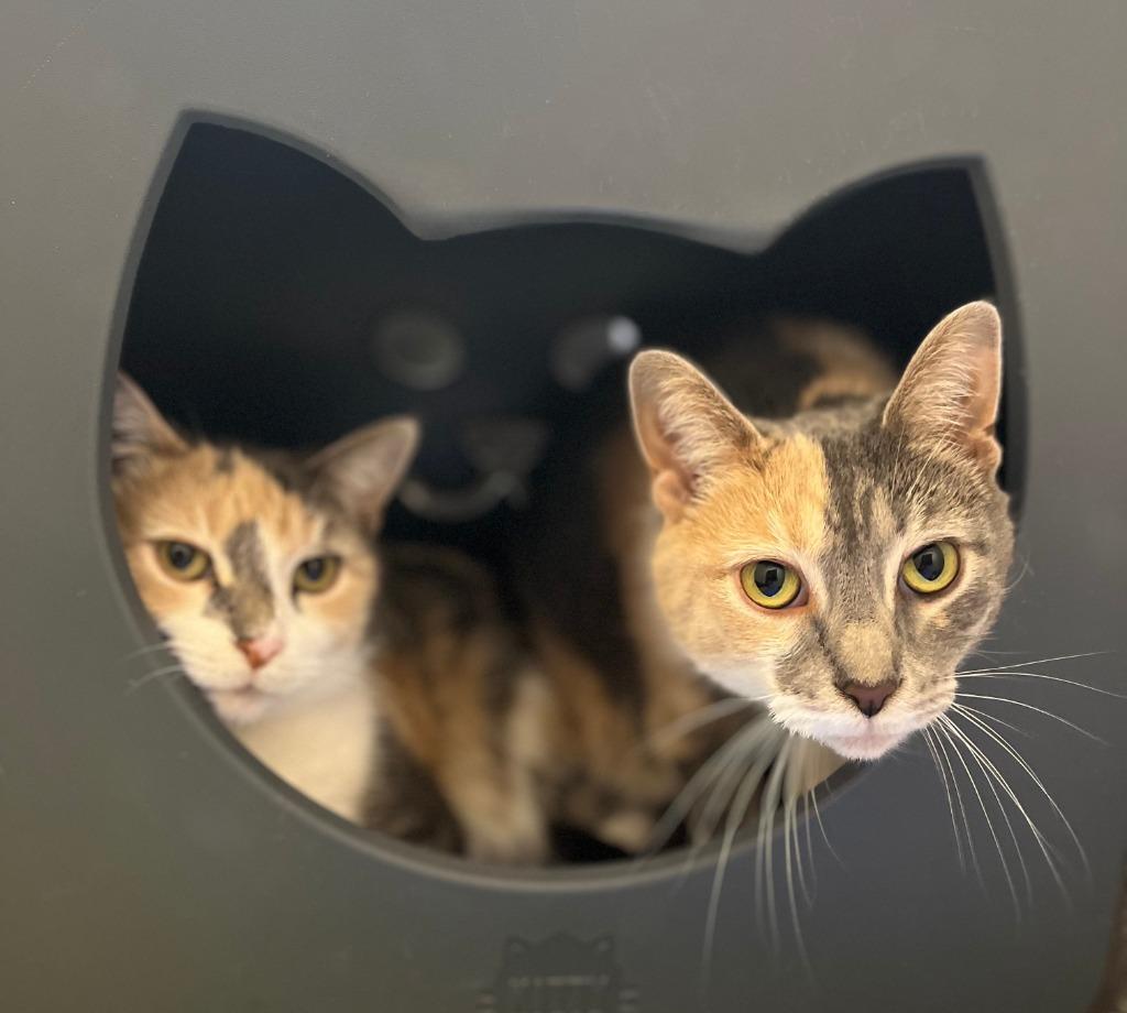 Enlarge Lily Pop, a Adoptable mixed breed in Utica, MI image 3/5