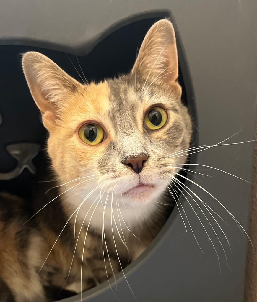 Enlarge Lily Pop, a Adoptable mixed breed in Utica, MI image 4/5