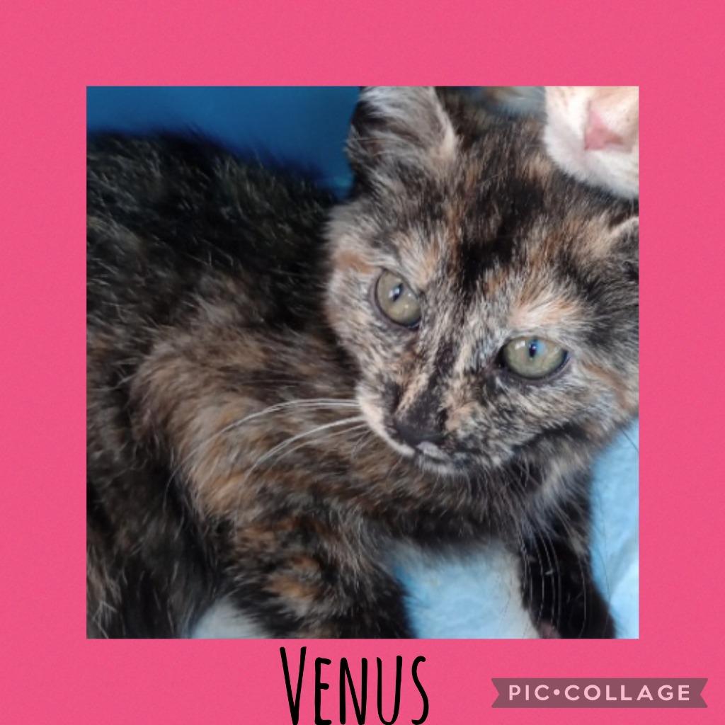 Enlarge Venus, a Adoptable mixed breed in LIberty, NY image 1/1