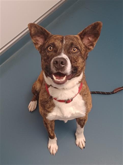 Enlarge NETTLE, a Adoptable mixed breed in Loveland, CO image 1/1