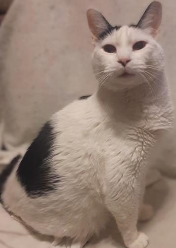 Scruffy, adoptable, Senior Male Domestic Short Hair.
