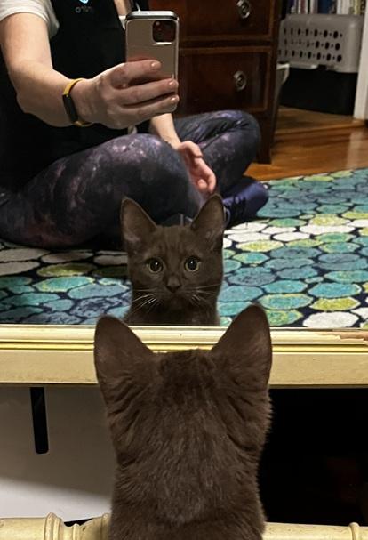 Enlarge Duke, an adopted mixed breed in Melrose, MA image 3/6