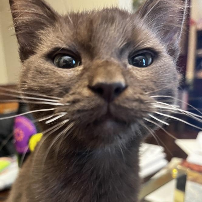 Duke, adopted, Kitten Male Maine Coon & Domestic Short Hair.