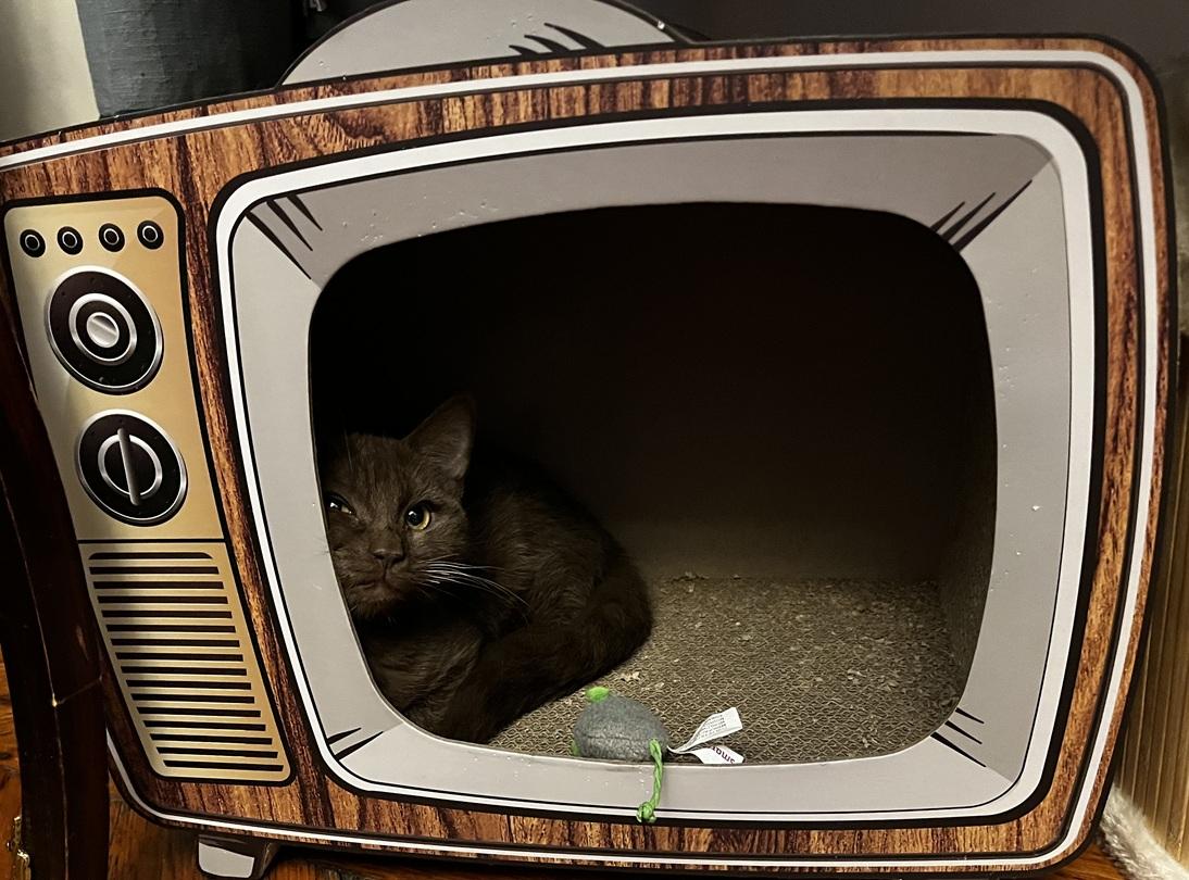 Enlarge Duke, an adopted mixed breed in Melrose, MA image 4/6