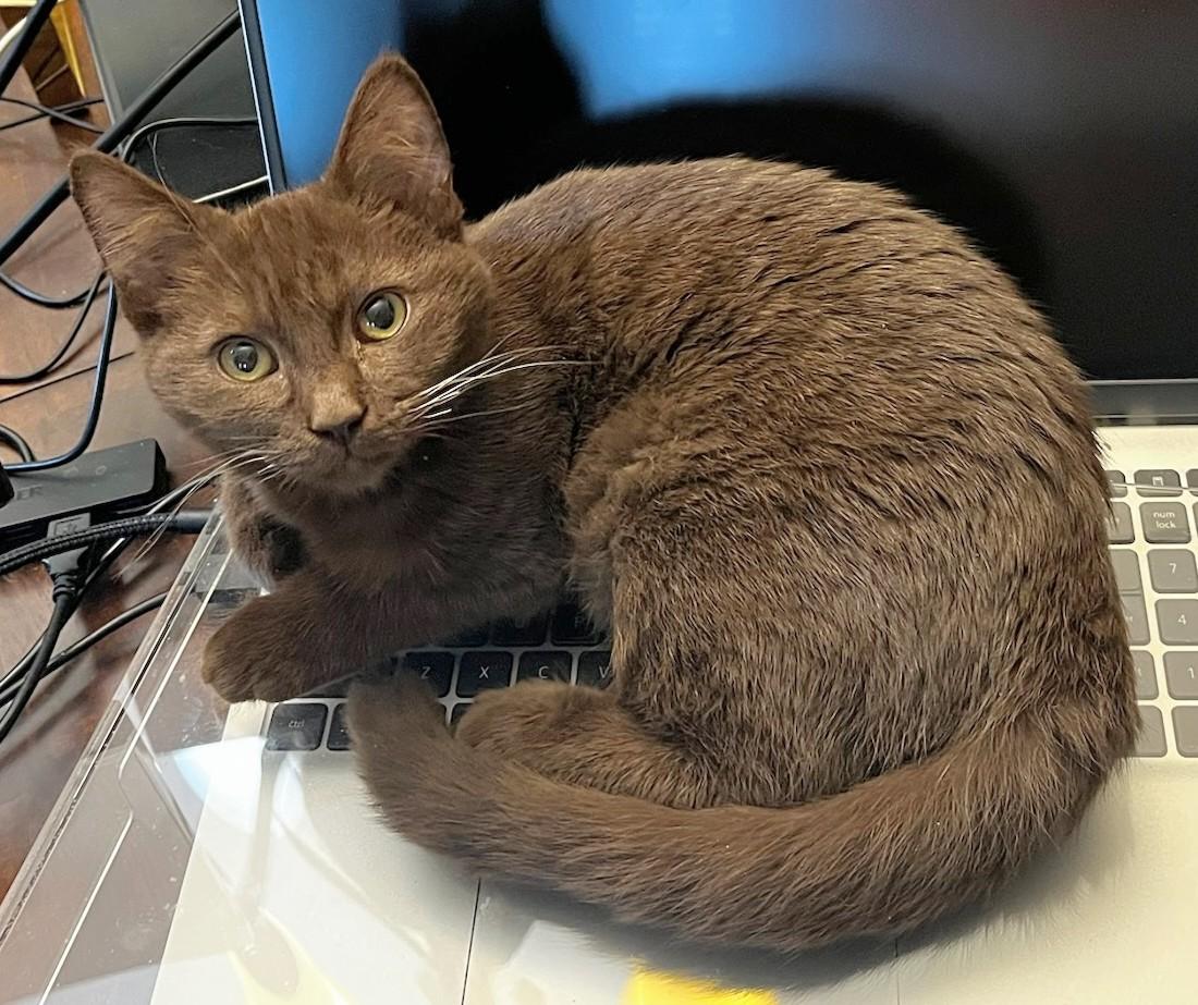 Enlarge Duke, an adopted mixed breed in Melrose, MA image 5/6