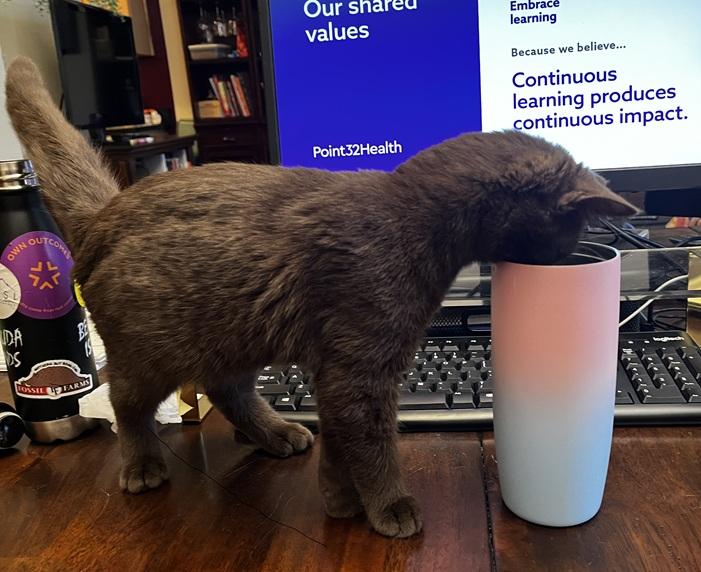 Enlarge Duke, an adopted mixed breed in Melrose, MA image 6/6