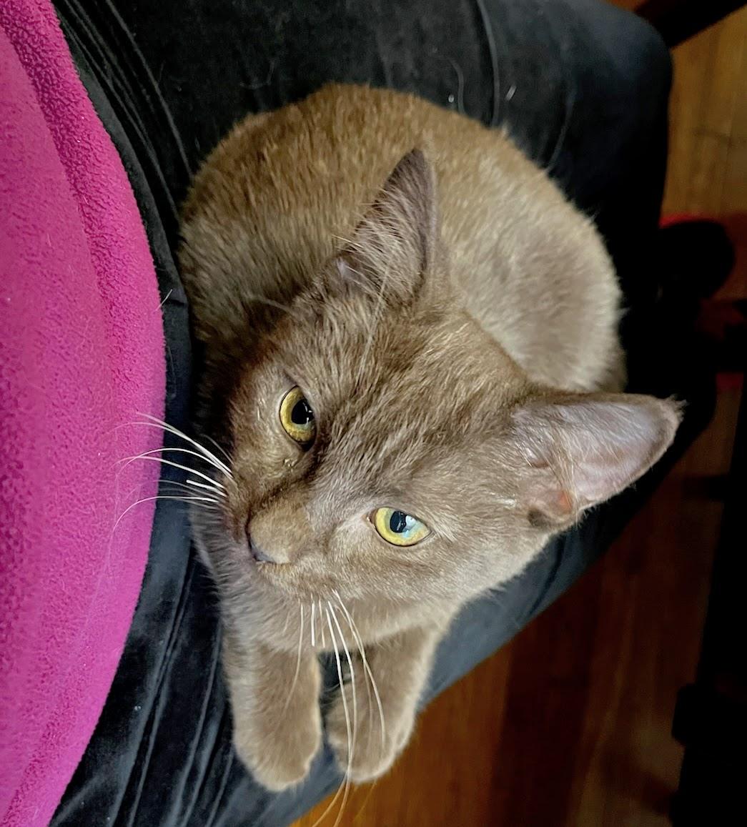 Enlarge Duke, an adopted mixed breed in Melrose, MA image 2/6