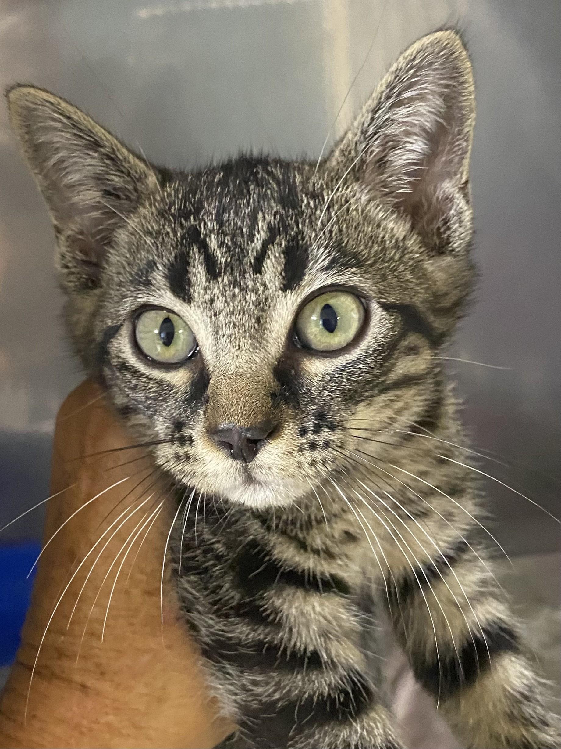Athena, Adopted, Kitten Female Domestic Short Hair.