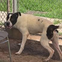 Enlarge Fergus, a Adoptable Pit Bull Terrier in Humble, TX image 1/1