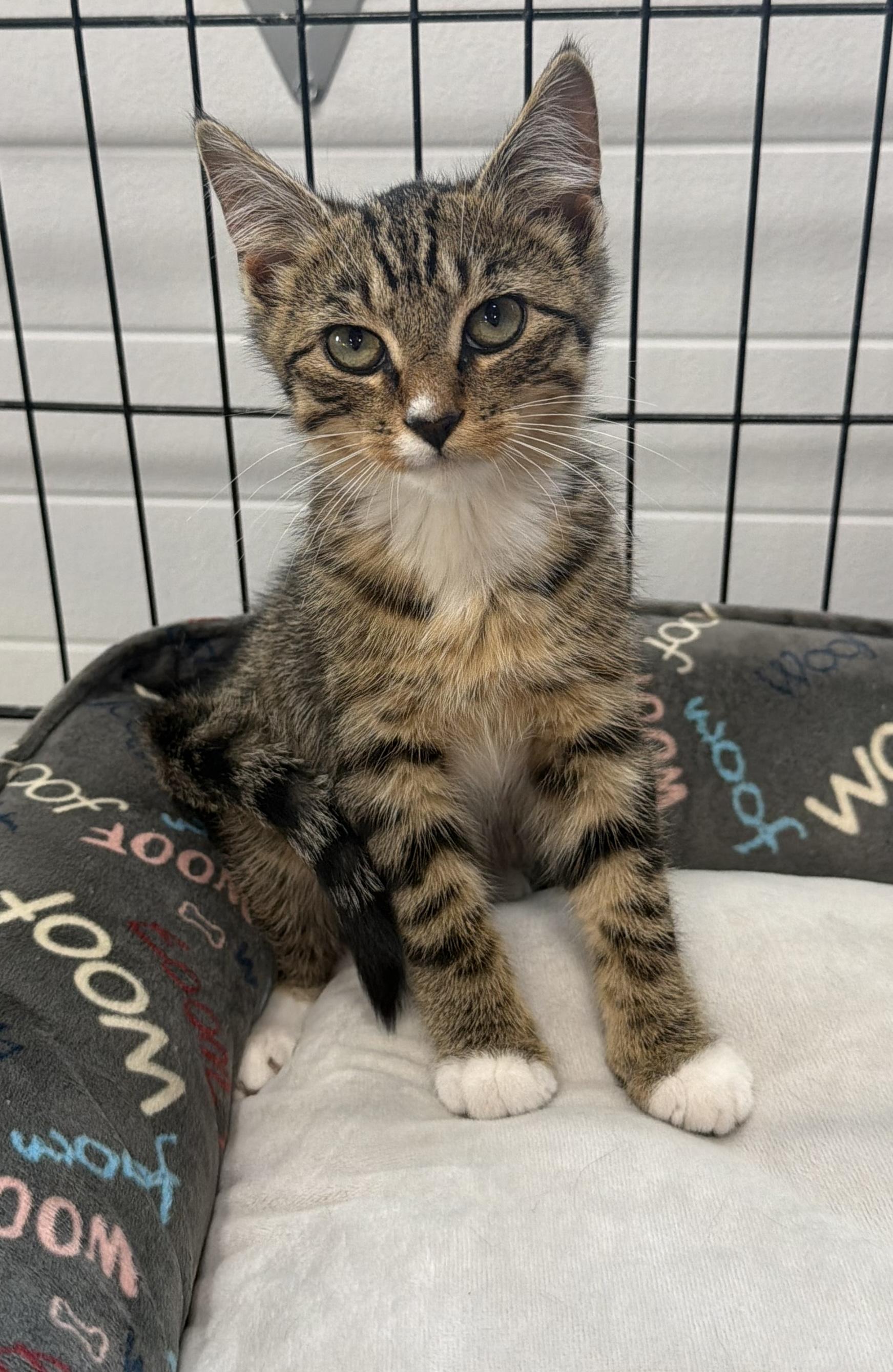 Enlarge Rolo, an adopted Domestic Short Hair in Williamsville, NY image 2/2