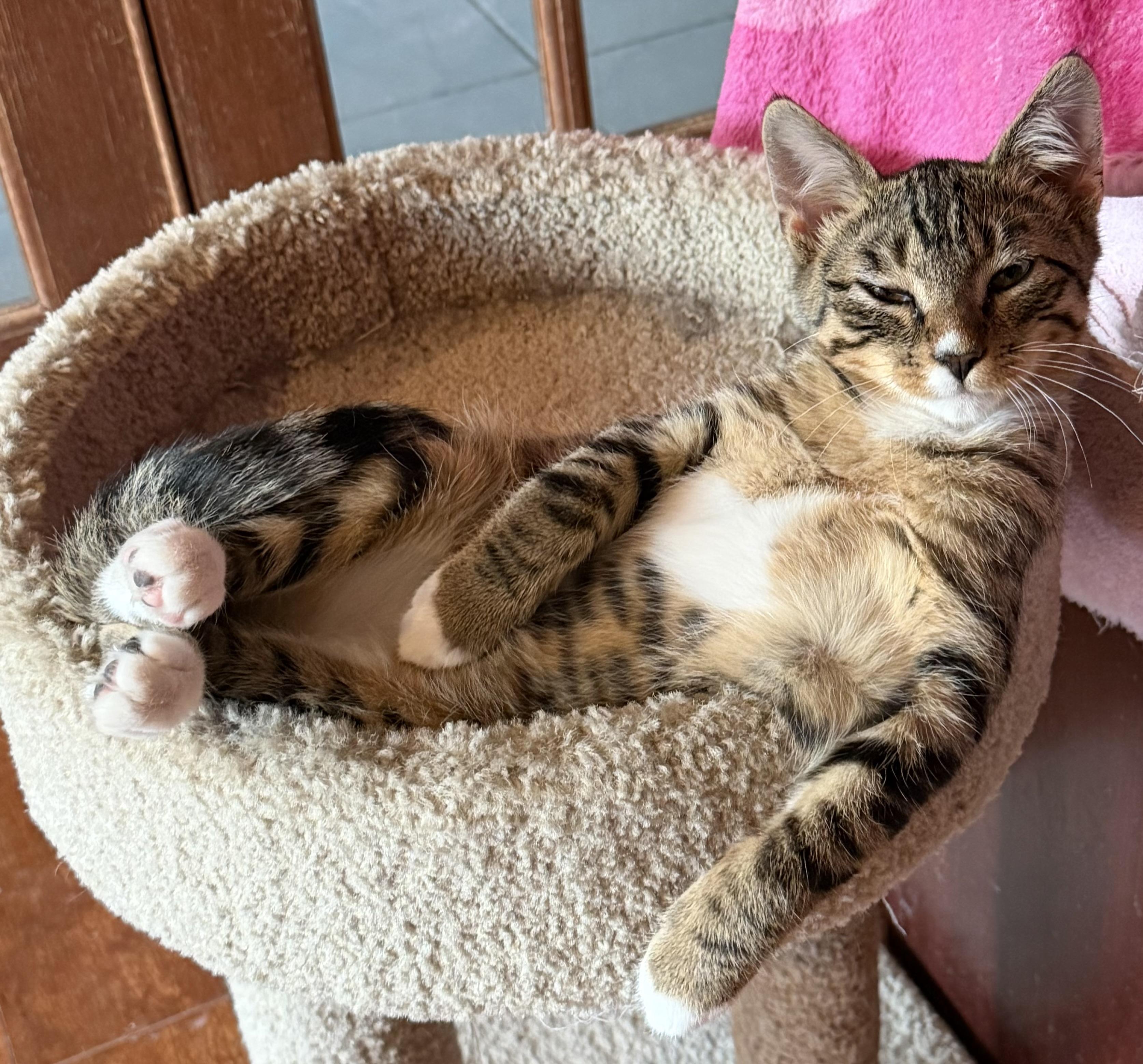 Rolo, adopted, Kitten Male Domestic Short Hair.
