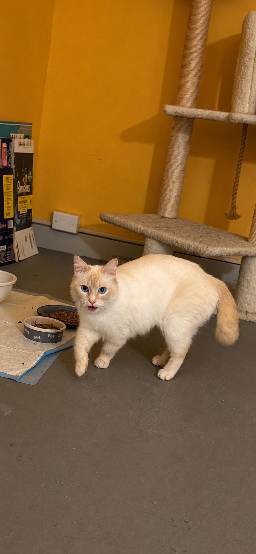 Adeline , ADOPTABLE, Adult Female Ragdoll.