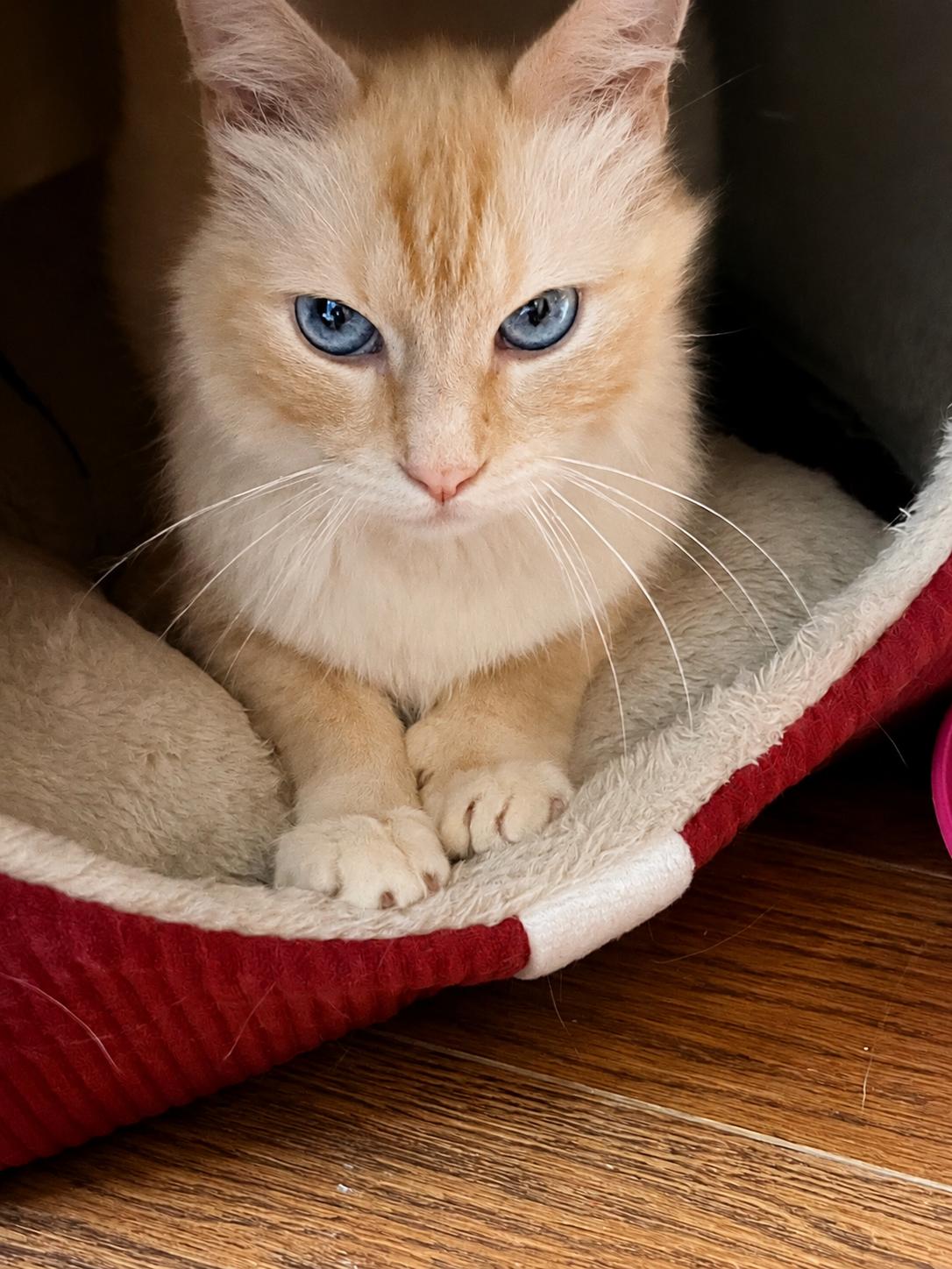 Enlarge Adeline , a ADOPTABLE mixed breed in Enfield, CT image 1/4