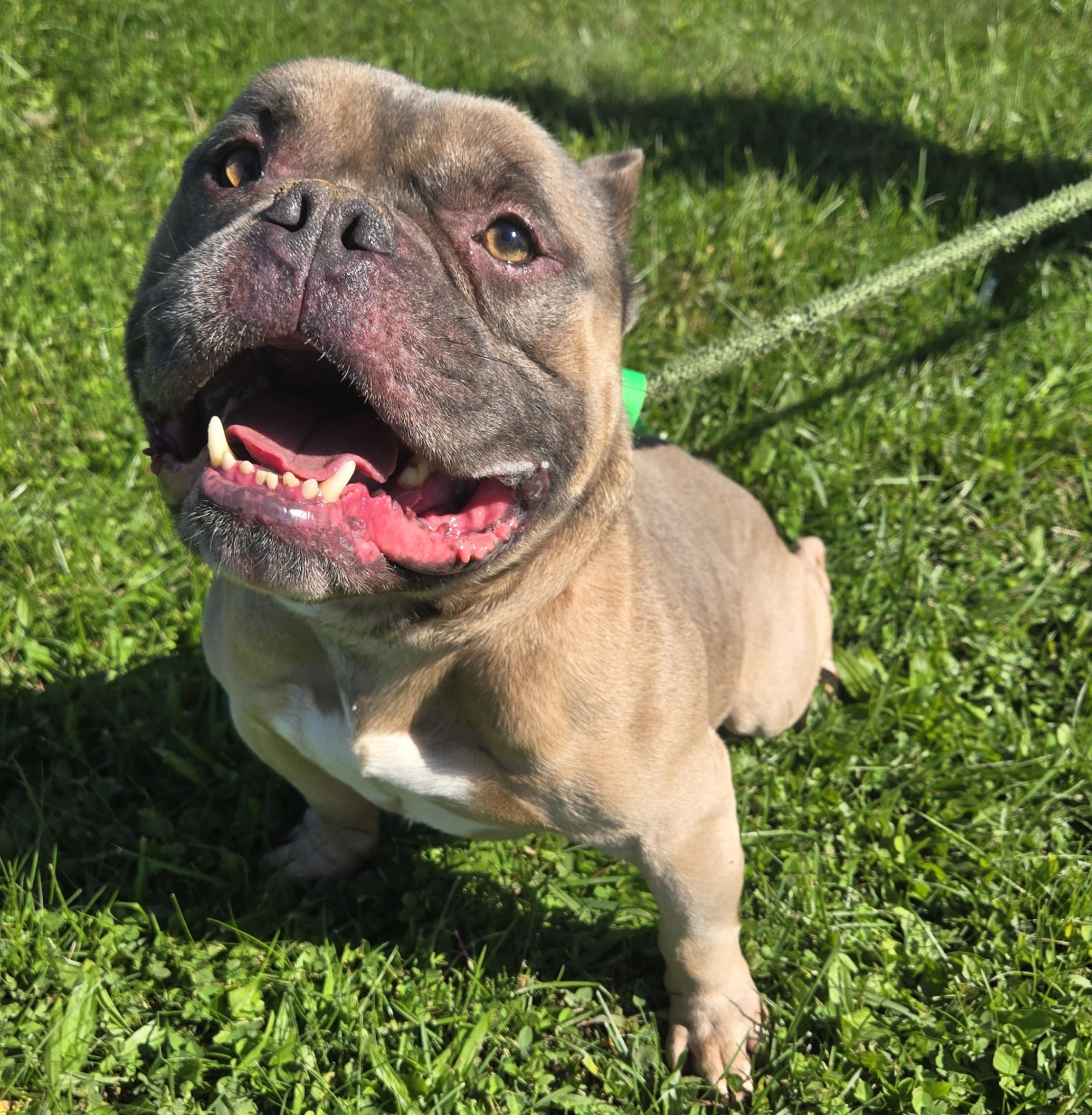 Bullfrog - Adoptable Pet | Petfinder