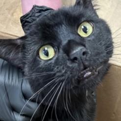 Enlarge Phoenix, an adopted mixed breed in Rapid City, SD image 1/1