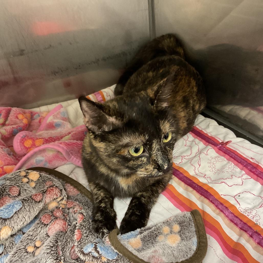 Erin, Adoptable, Young Female Domestic Short Hair.