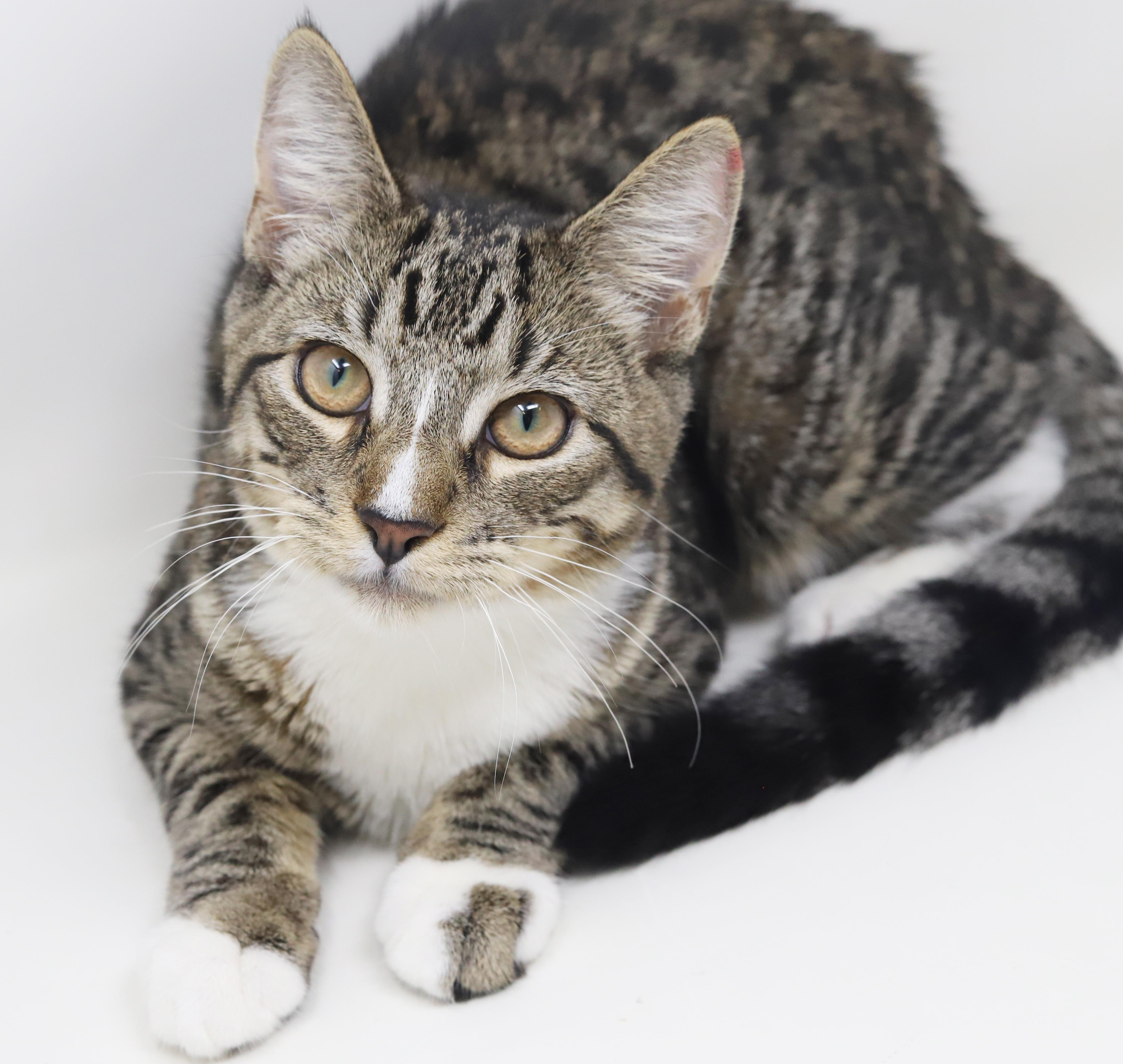 Enlarge Gustavo is just a gorgeous guy!  Still just a big goofy kitten too!, an adopted mixed breed in Bedford Hills, NY image 2/6