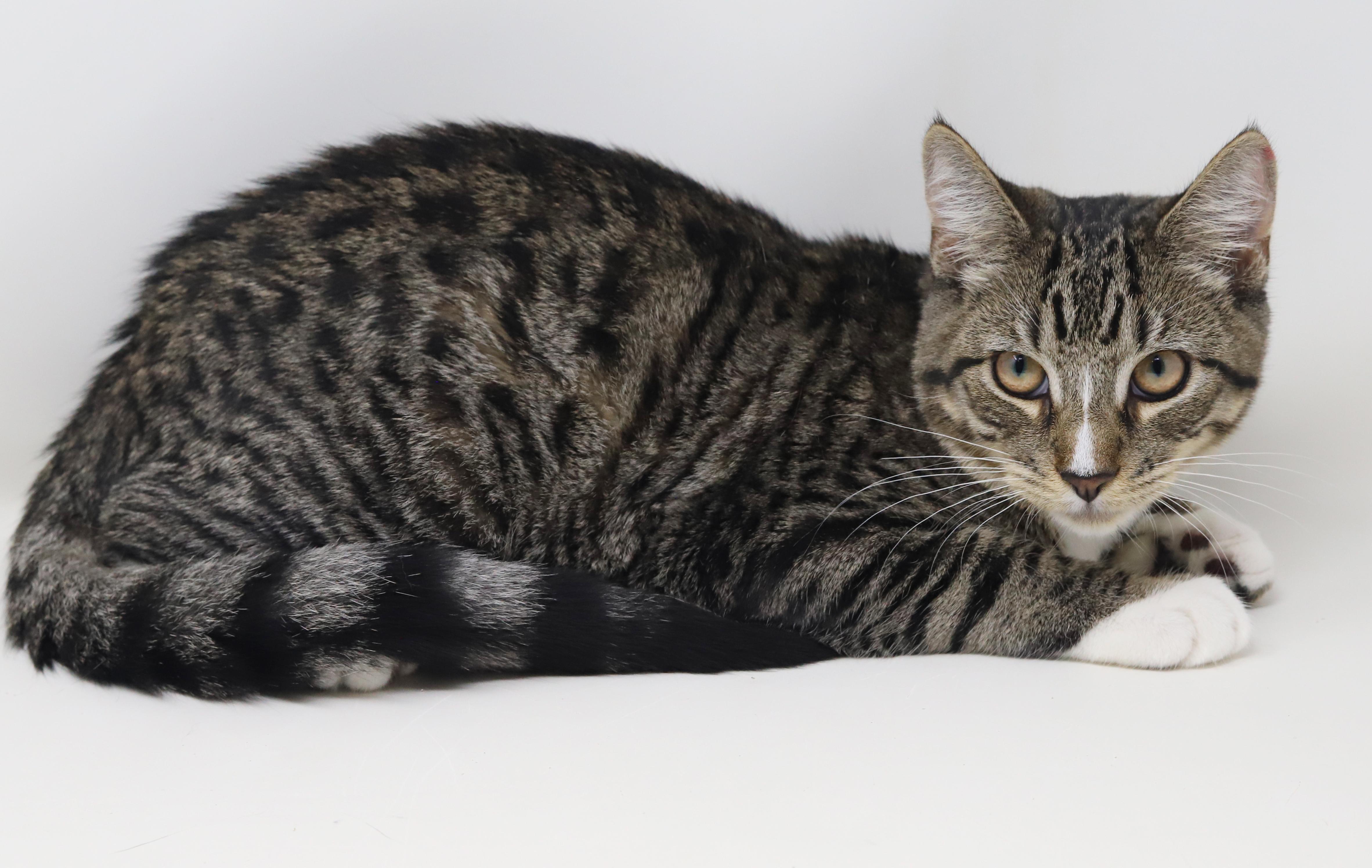 Enlarge Gustavo is just a gorgeous guy!  Still just a big goofy kitten too!, an adopted mixed breed in Bedford Hills, NY image 5/6