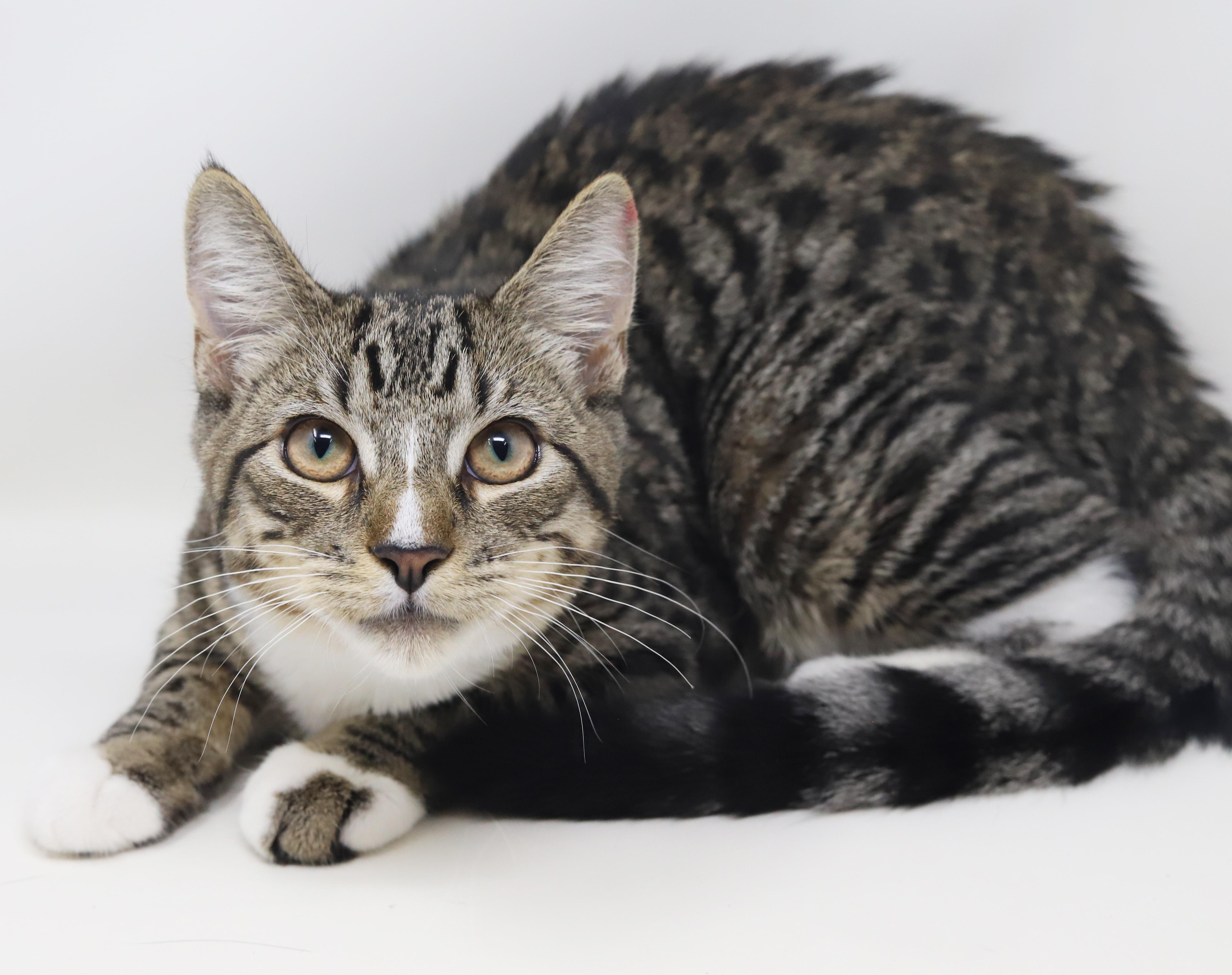 Enlarge Gustavo is just a gorgeous guy!  Still just a big goofy kitten too!, an adopted mixed breed in Bedford Hills, NY image 3/6