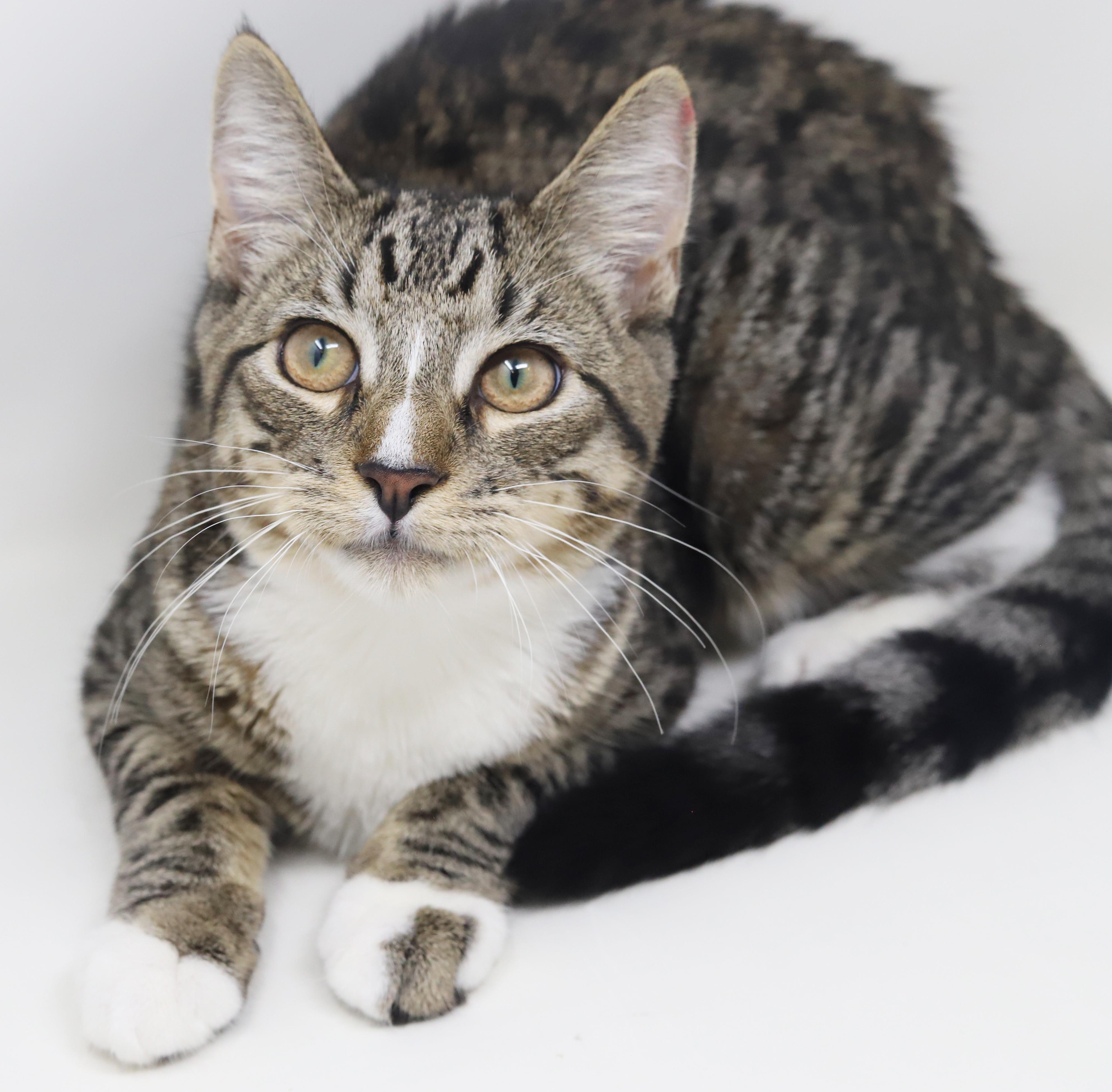 Enlarge Gustavo is just a gorgeous guy!  Still just a big goofy kitten too!, an adopted mixed breed in Bedford Hills, NY image 6/6